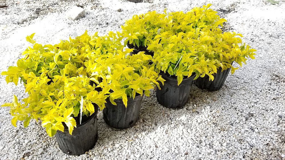 Duranta erecta 'Gold Mound', Golden Dewdrop, Duranta Repens PlantVine