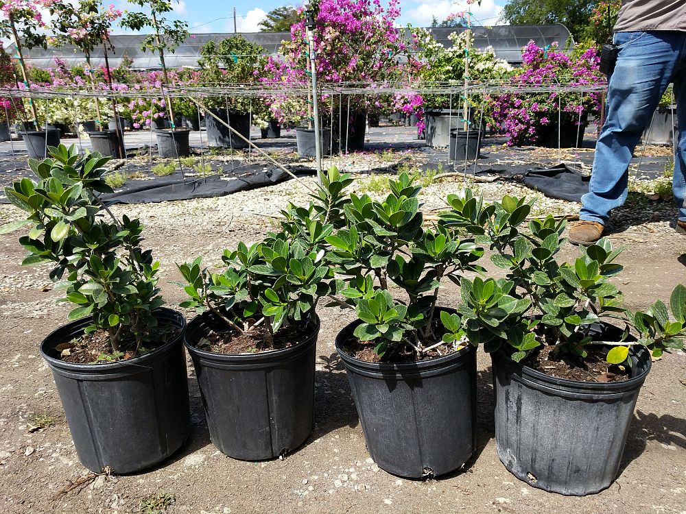 Ficus Microcarpa Green Island Ficus Green Island Plantvine