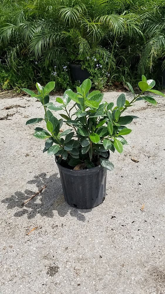 Ficus microcarpa 'Green Island', Ficus 'Green Island' | PlantVine